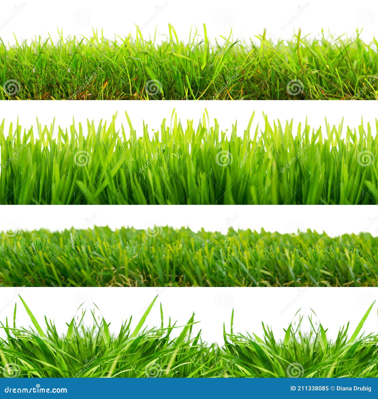 4 Diferentes Tipos De Césped Verde Fresco Con Hojas Y Hojas Contra Fondo De  Estudio Blanco Aislado Imagen de archivo - Imagen de frontera, prado:  211338085