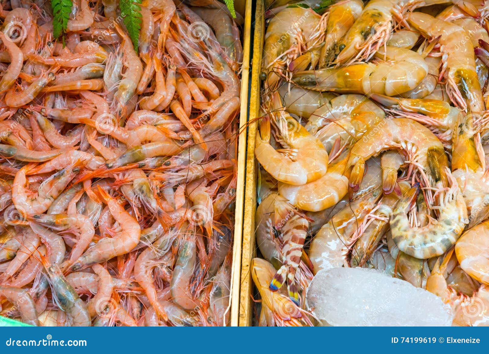 Diferentes Tipos De Camarones Imagen de archivo - Imagen de preparado