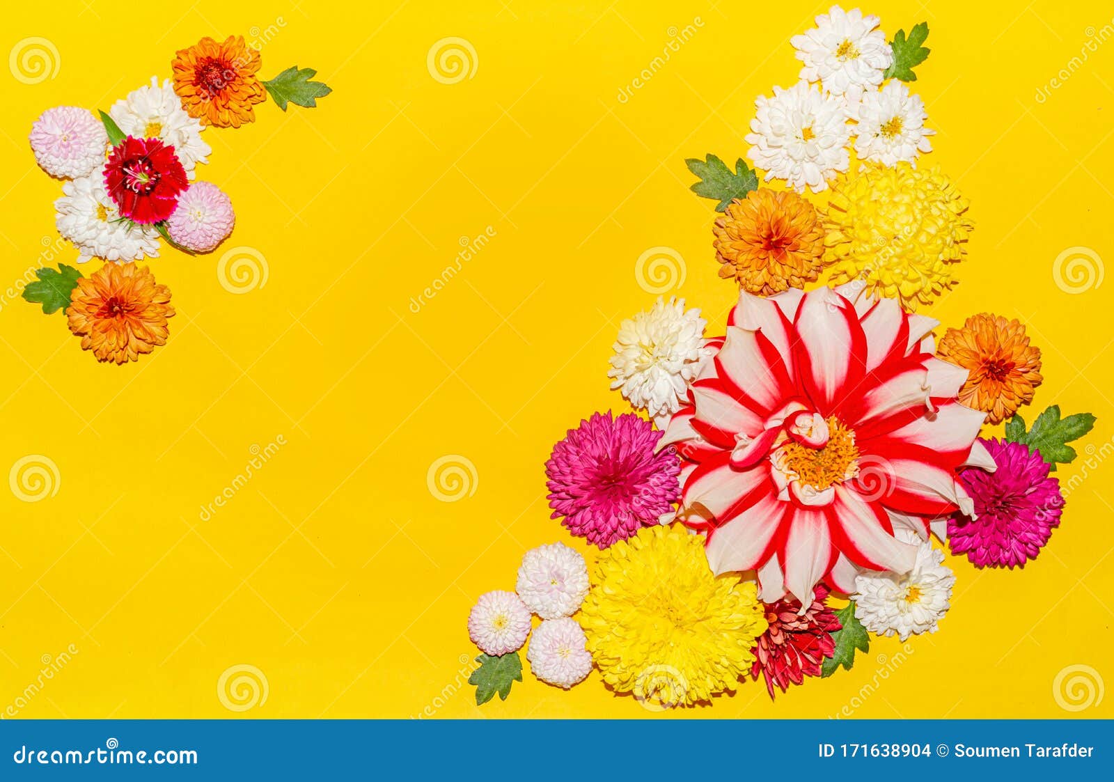 Diferentes Tipos De Crisantemo Colorido Y Flores De Dalia Sobre Fondo  Amarillo Foto de archivo - Imagen de fresco, flor: 171638904