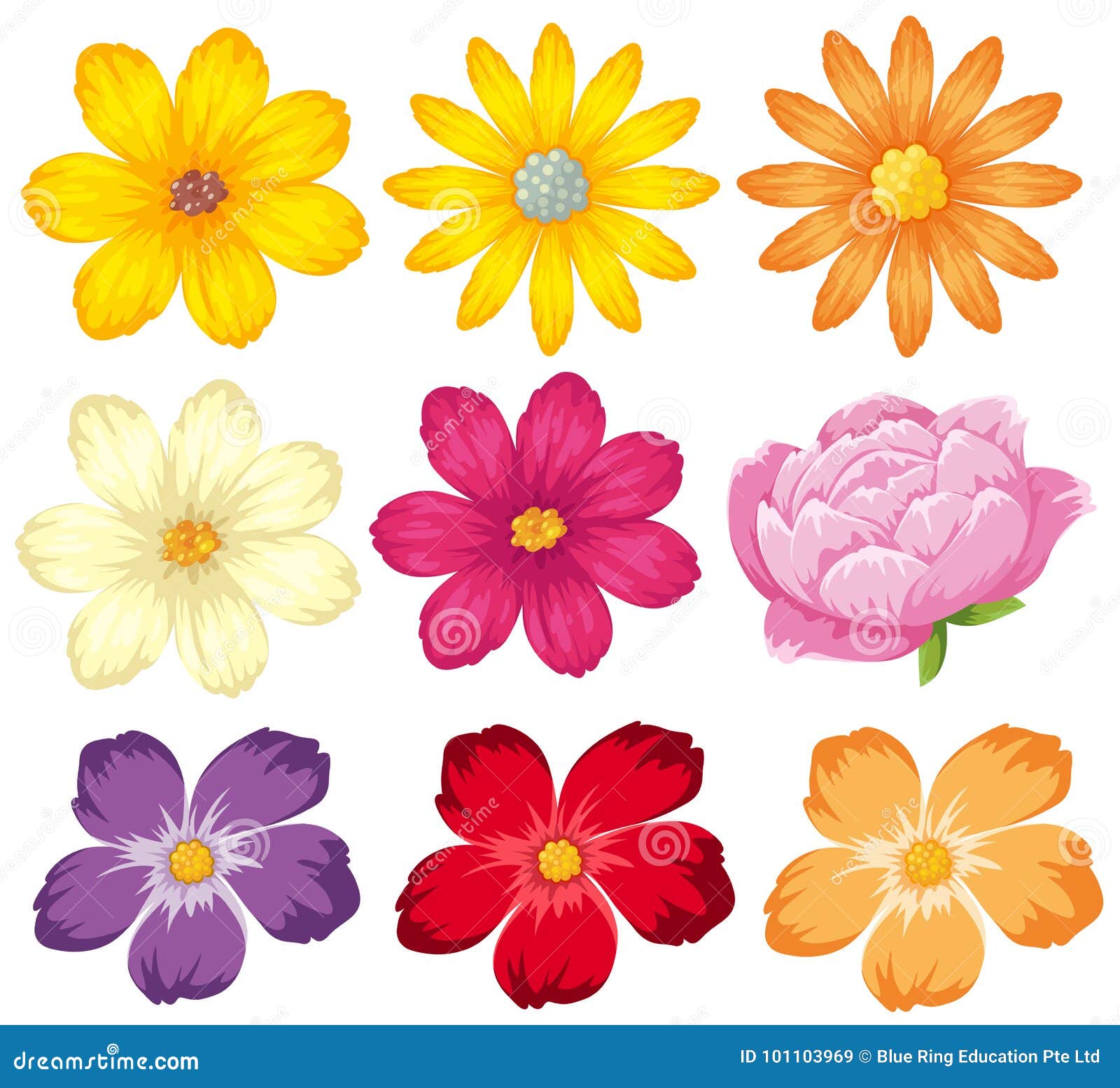 Diferentes Tipos De Flores Coloridas Ilustración del Vector - Ilustración de hojas, verde: 101103969 Diferentes Tipos De Flores Coloridas Ilustración del Vector - Ilustración de hojas, verde: 101103969