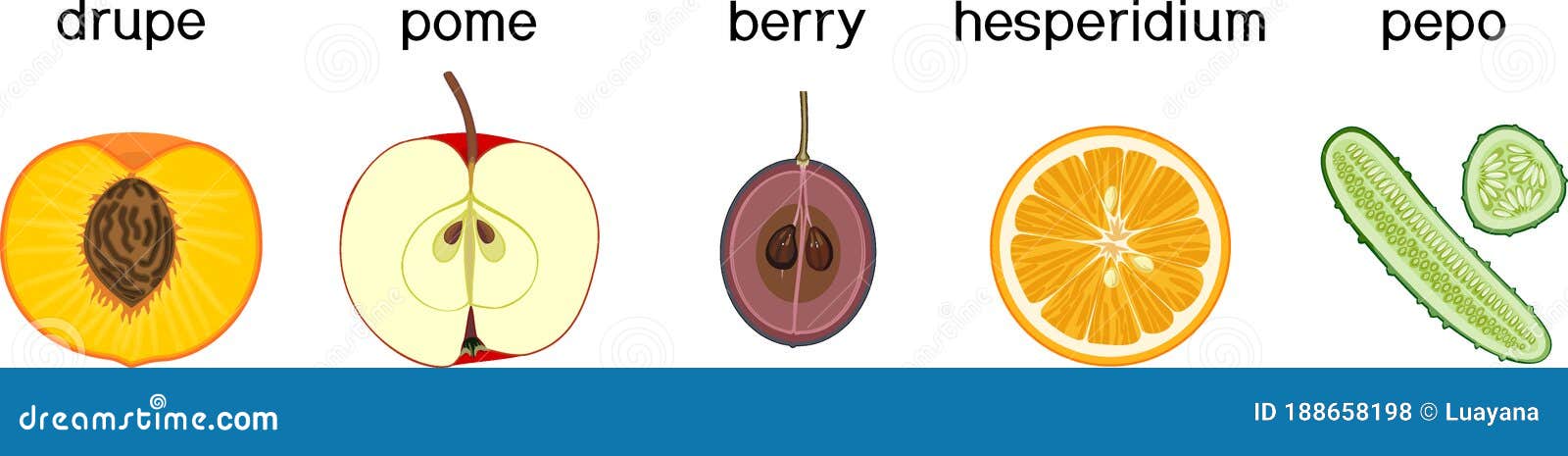 Diferentes Tipos De Frutas Drupe Pome Berry Hesperidium Y Pepo