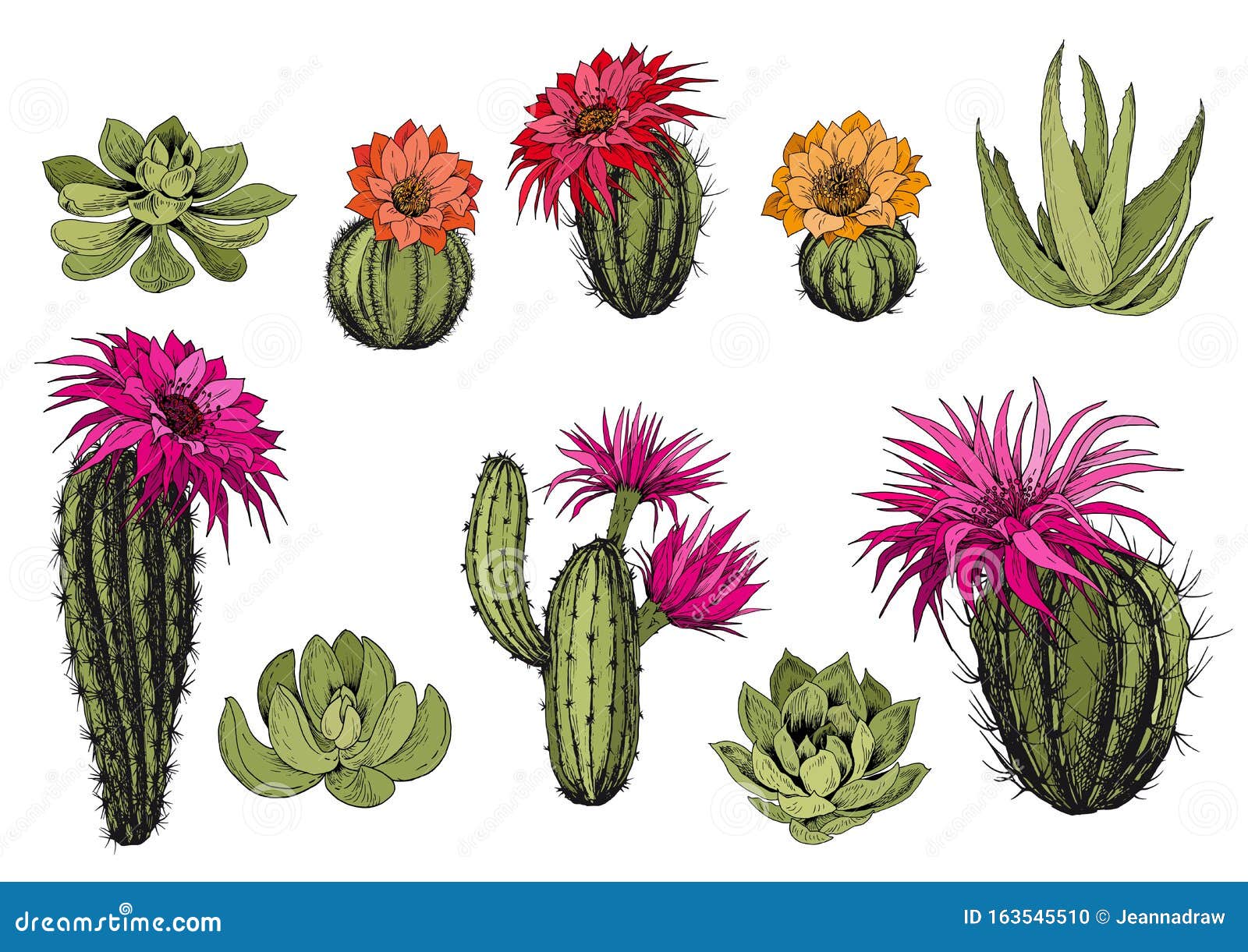 Flor, Cactus, Pintados à Mão PNG, Gráfico De Vetor De Flores De