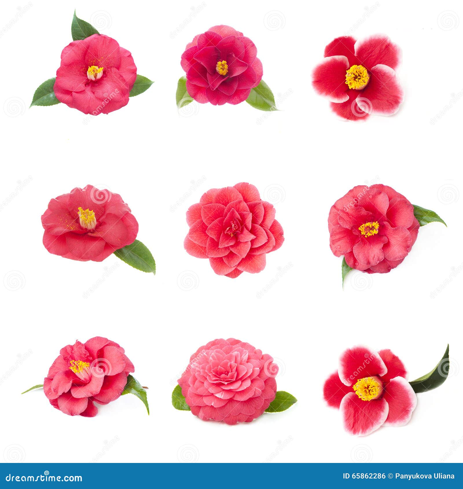 Différentes Fleurs De Camélia Sur Un Fond Blanc Photo stock - Image du  nature, floraison: 65862286