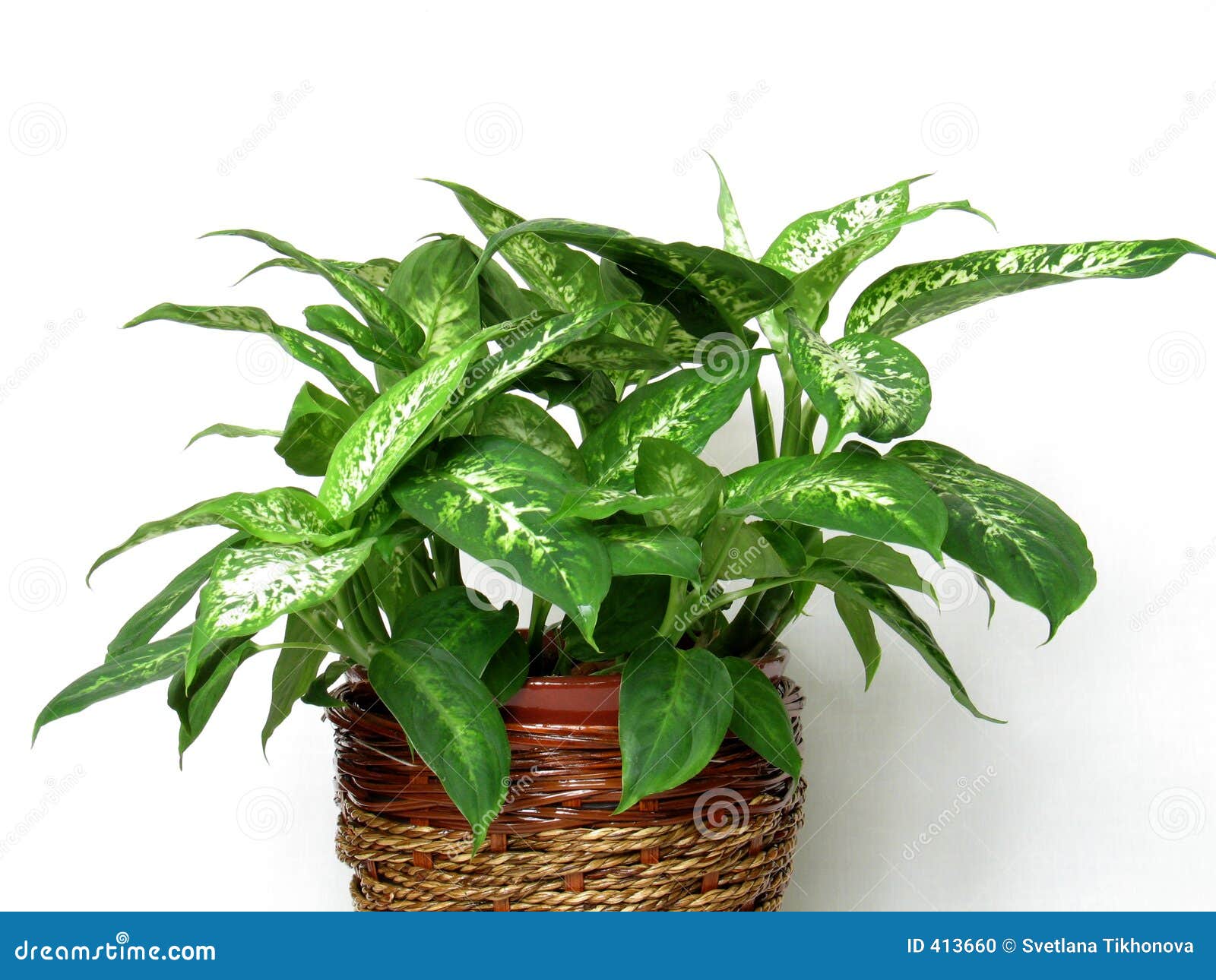 diffenbachia