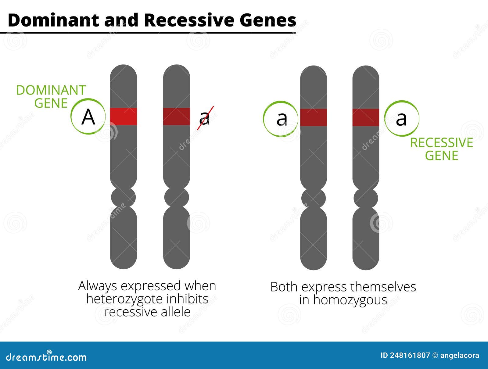 difference between dominant and recessive genes