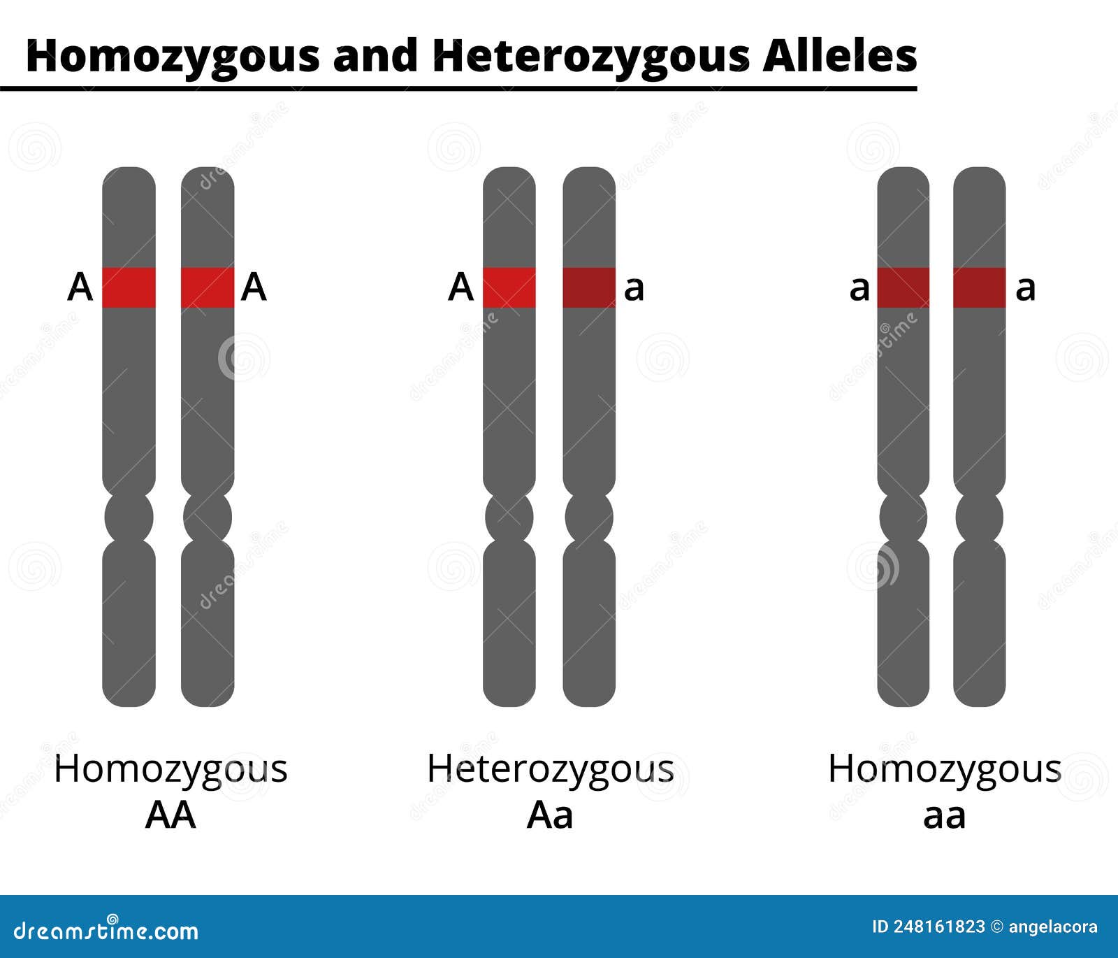 difference between homozygous and heterozygous alleles.