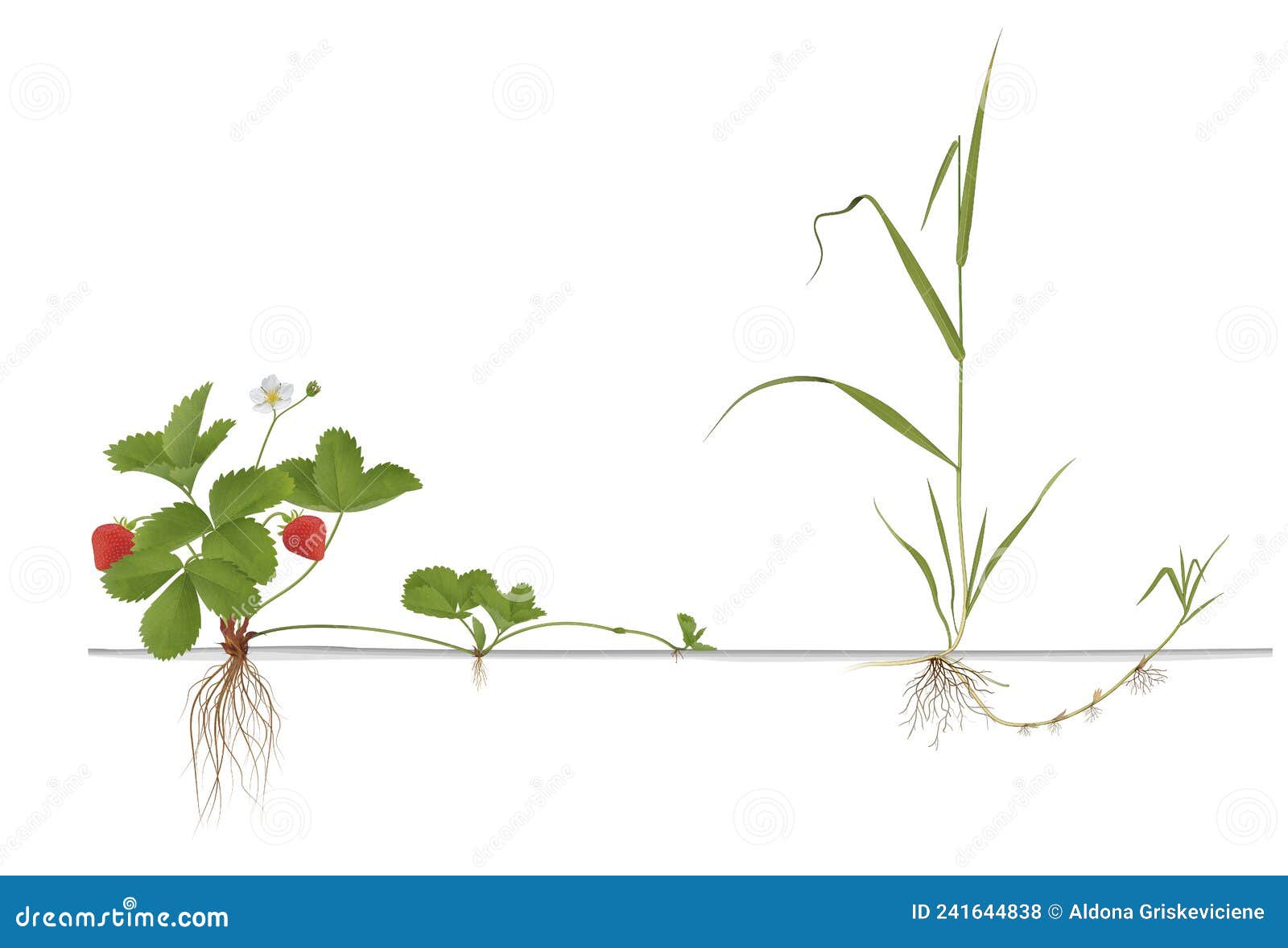Differences Propagation of Strawberries and Quackgrass Stock