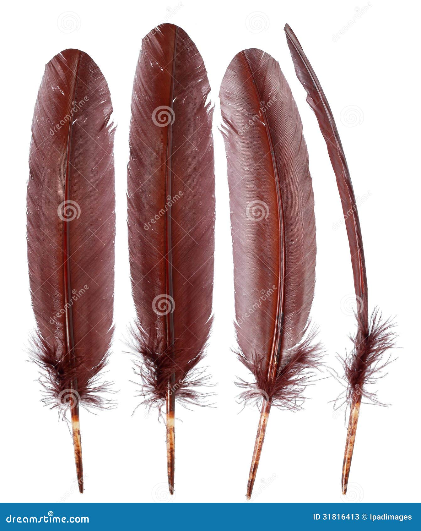 Different Angles of the Goose Feathers Collection Stock Image