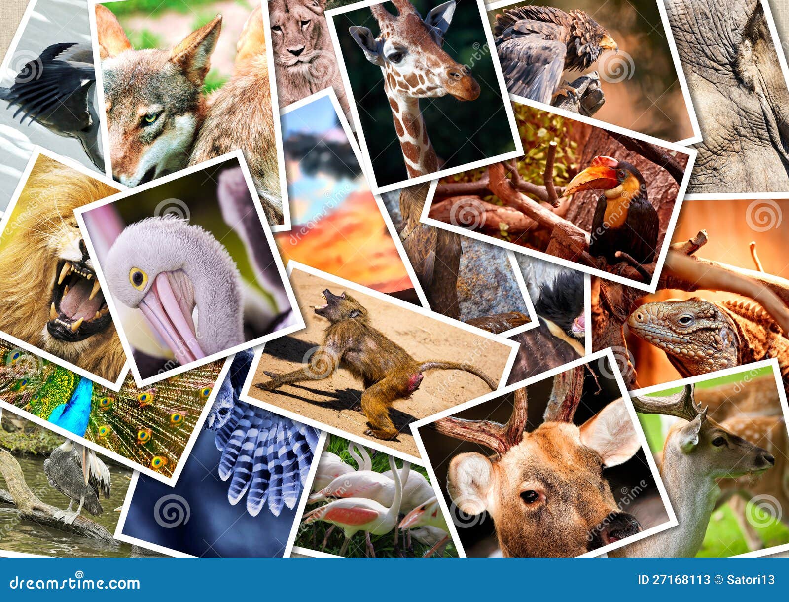 491 Different Animals Collage Stock Photos - Free & Royalty-Free Stock Photos from Dreamstime 491 Different Animals Collage Stock Photos - Free & Royalty-Free Stock Photos from Dreamstime