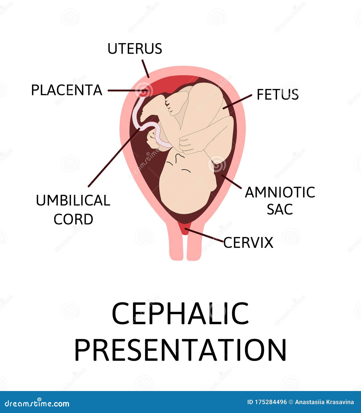 presentation of baby in uterus