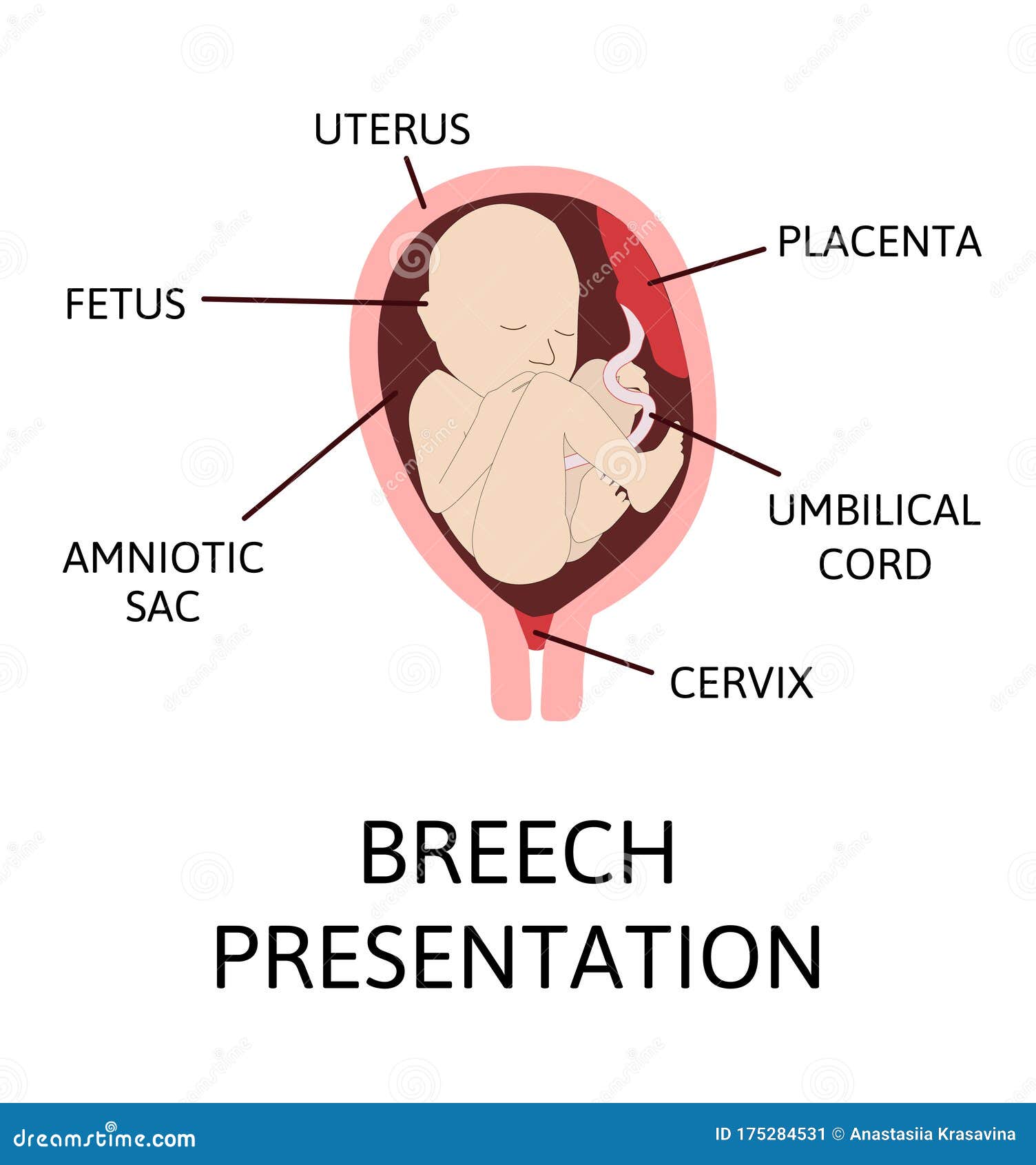 presentation of the baby in the womb