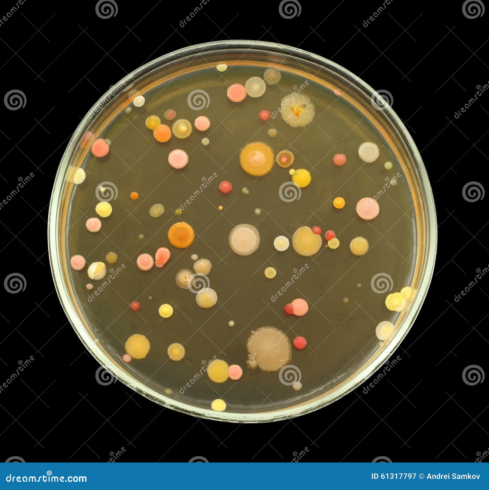 bacteria in air