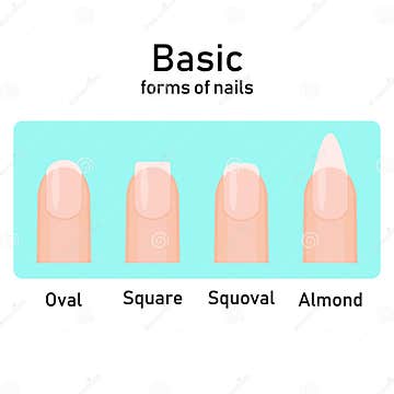 Different Basic Fashion Natural Nail Shapes. Set Kinds Forms of Nails ...
