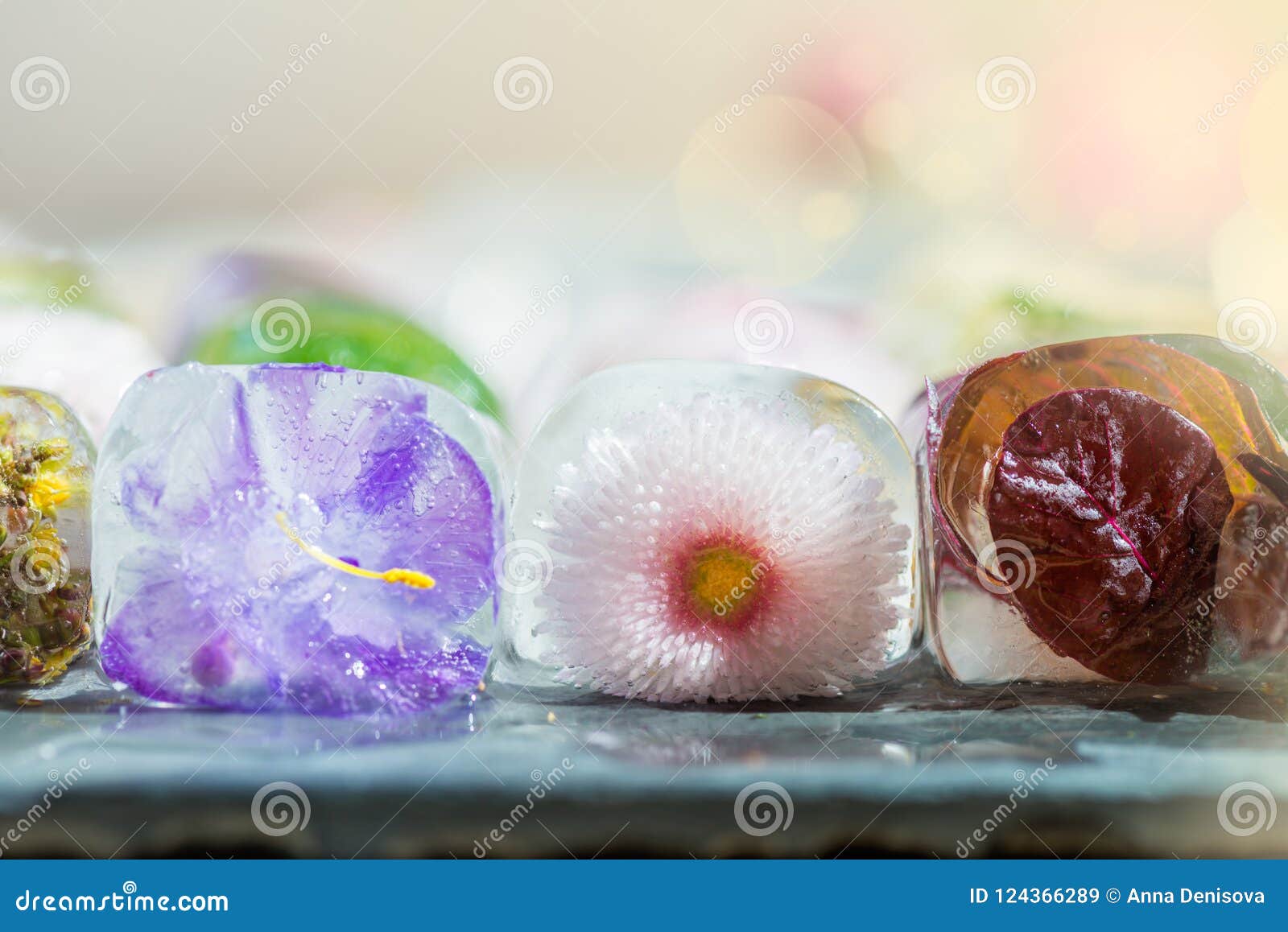 Different Beautiful Frozen Flowers in the Ice Cubes Stock Image Image