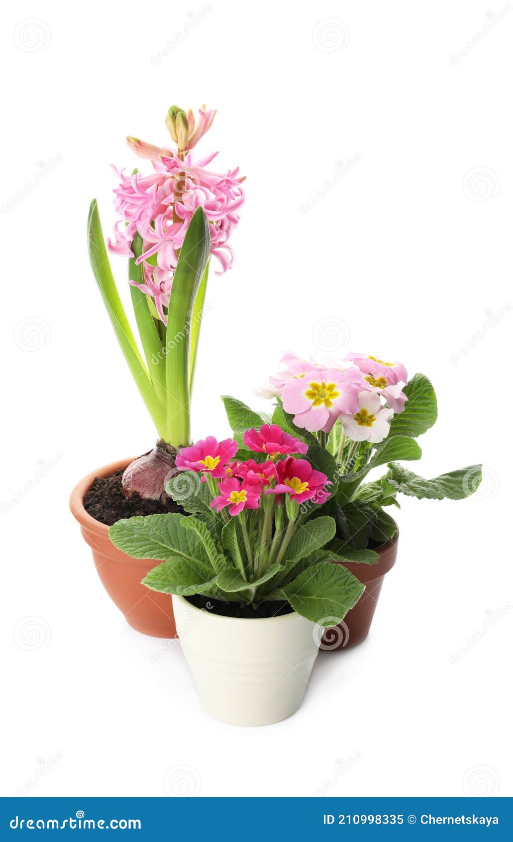 Different Beautiful Potted Flowers on White Background Stock Image
