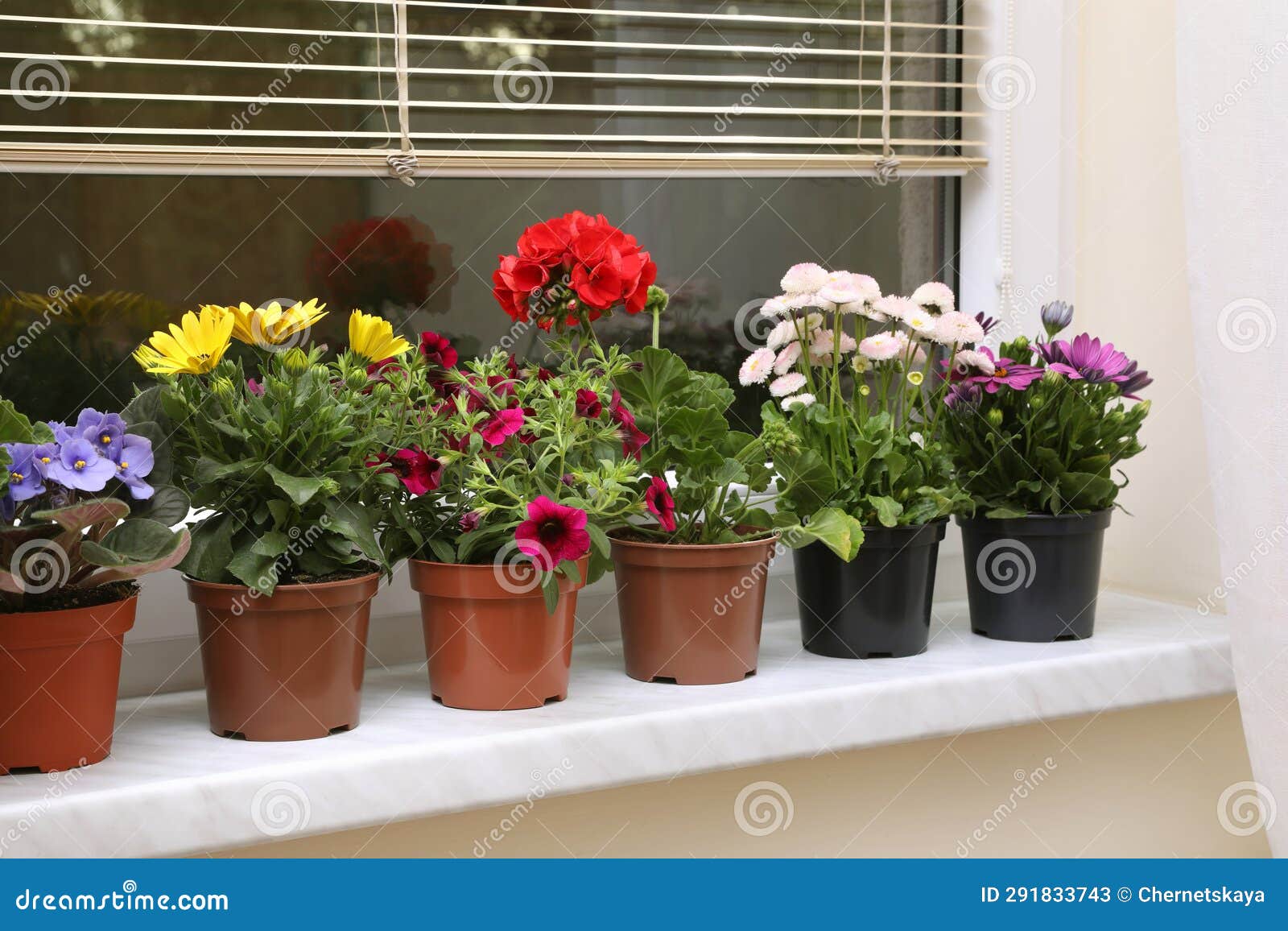 Different Beautiful Potted Flowers on Windowsill Indoors Stock Image
