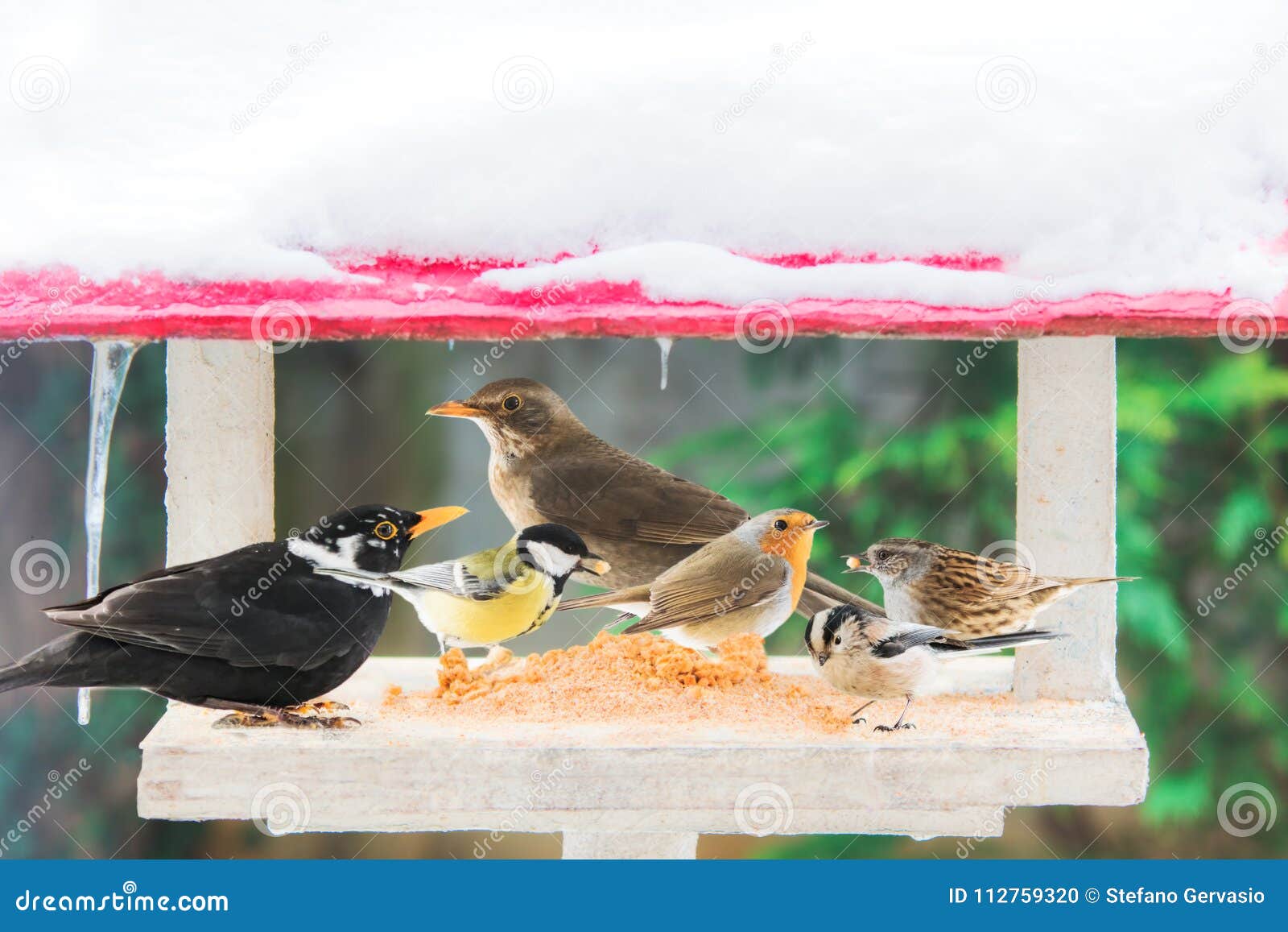 Different Birds Eat in a Manger Stock Photo Image of passer, beak
