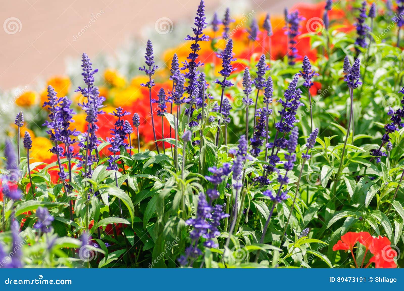 Different Colorful Beautiful Flowers on Flowerbed Stock Image - Image ...