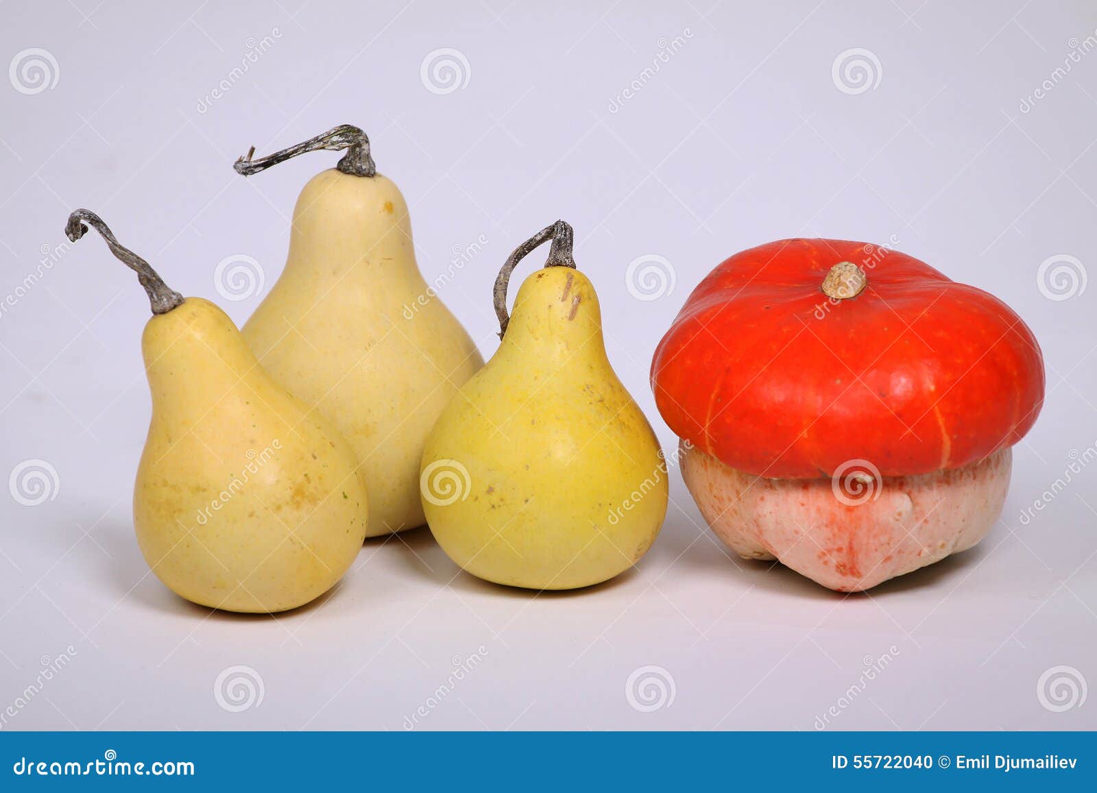 Different Colorful Gourds and Pumpkins Stock Photo Image of colors