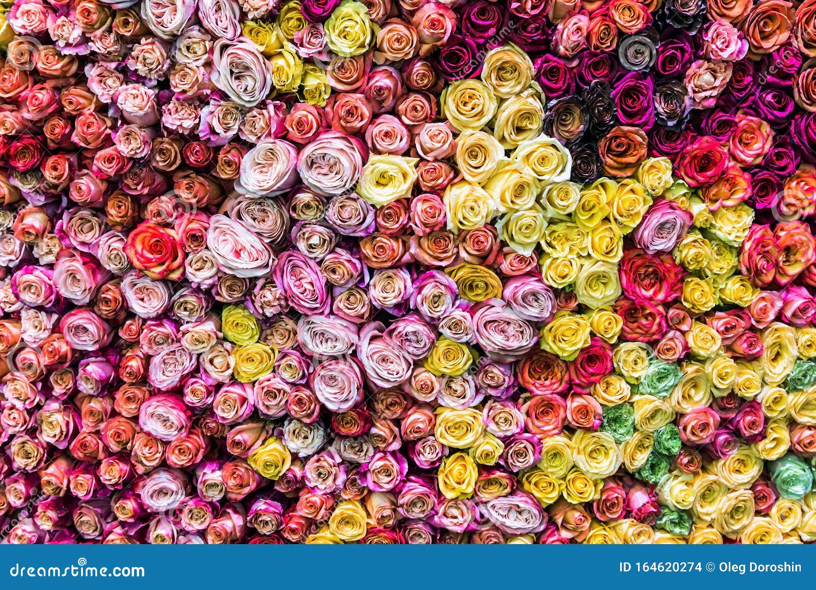 Different Colors of Fresh Roses Grow Stock Photo Image of bloom