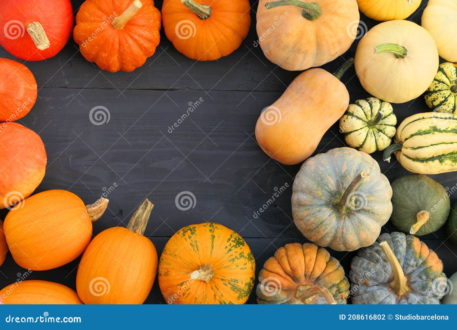 Different Colors of Pumpkins and Squashes Varieties Stock Photo Image