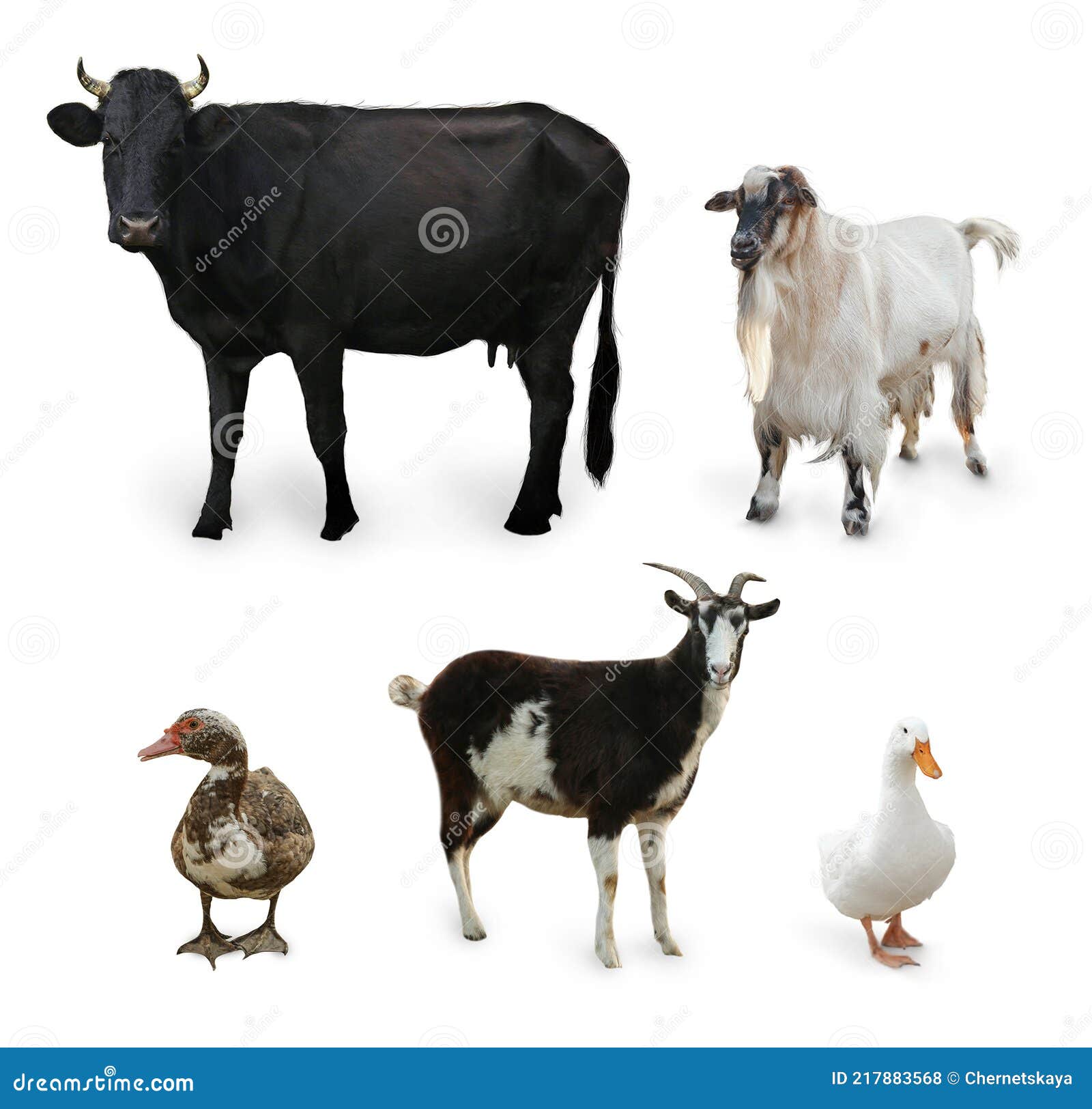 Different Farm Animals on White Background, Collage Stock Photo Image
