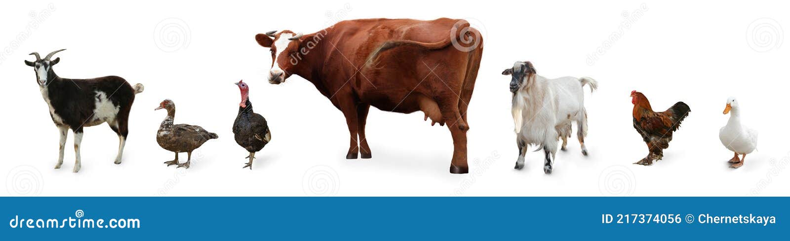 358 Farm Animals Collage Stock Photos - Free & Royalty-Free Stock Photos from Dreamstime 358 Farm Animals Collage Stock Photos - Free & Royalty-Free Stock Photos from Dreamstime