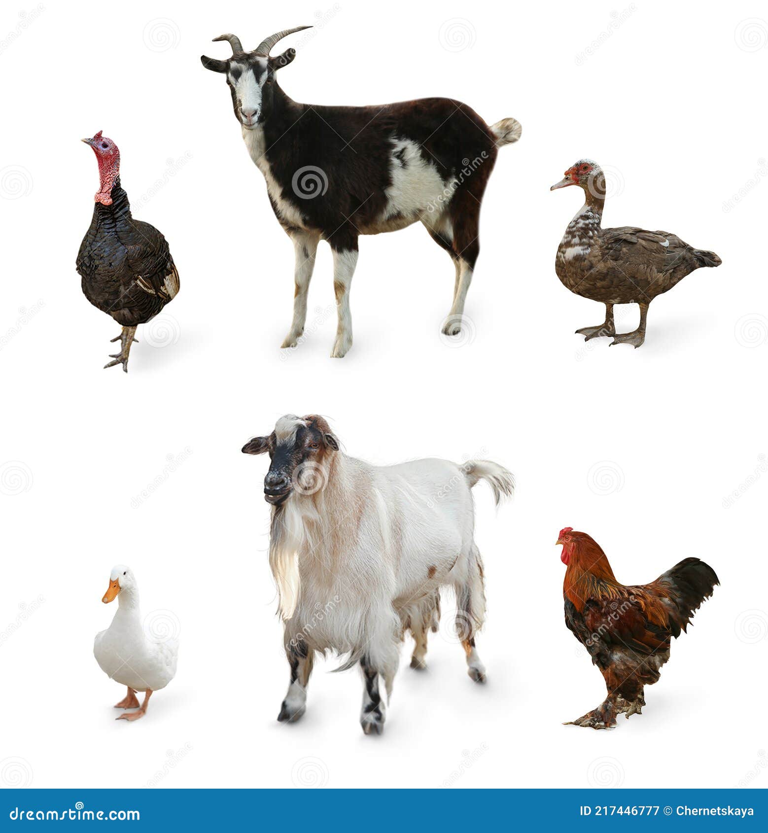 Different Farm Animals on White Background, Collage Stock Image Image