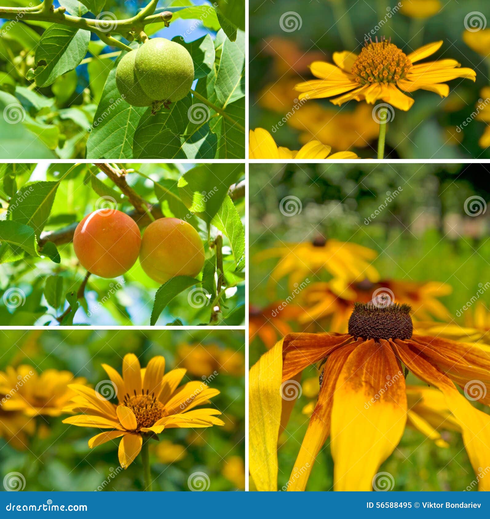 Different Flowers and Fruits Stock Image Image of concept, lily 56588495