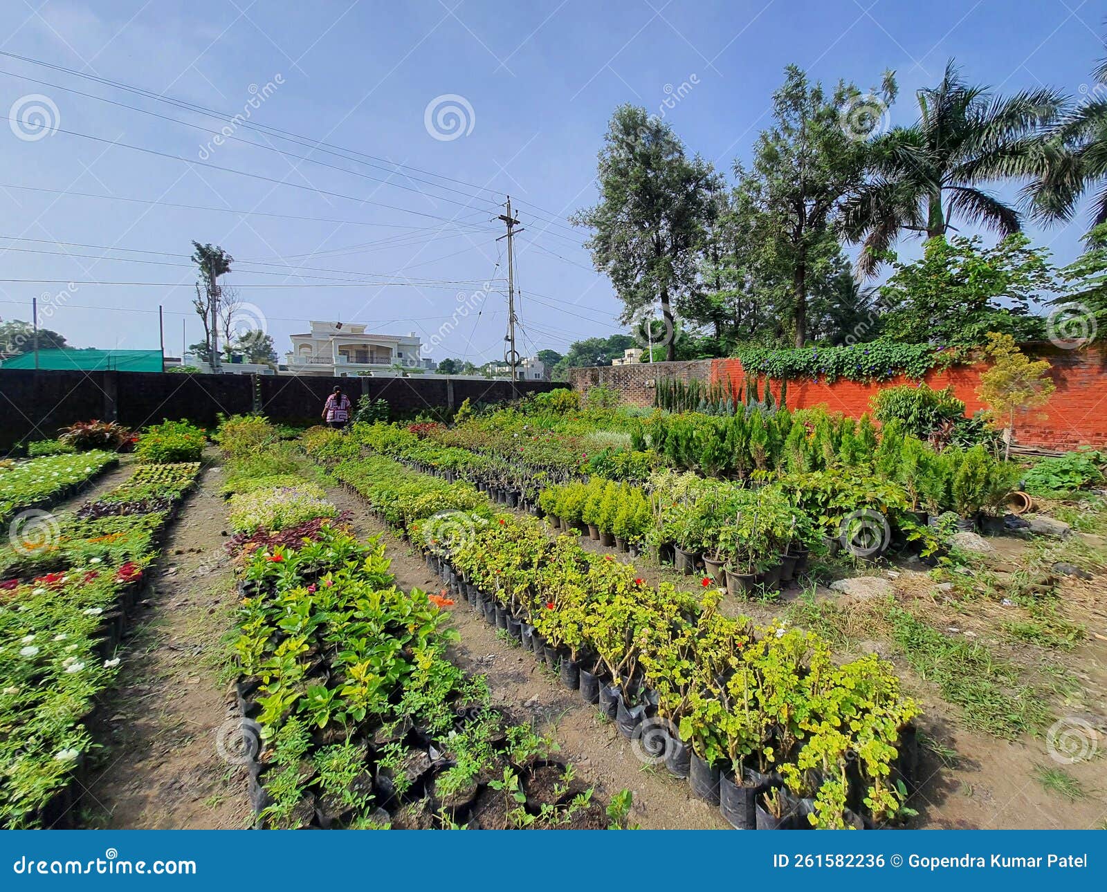 Different Flowers Plants at Indore Nursery Stock Photo - Image of shrub ...