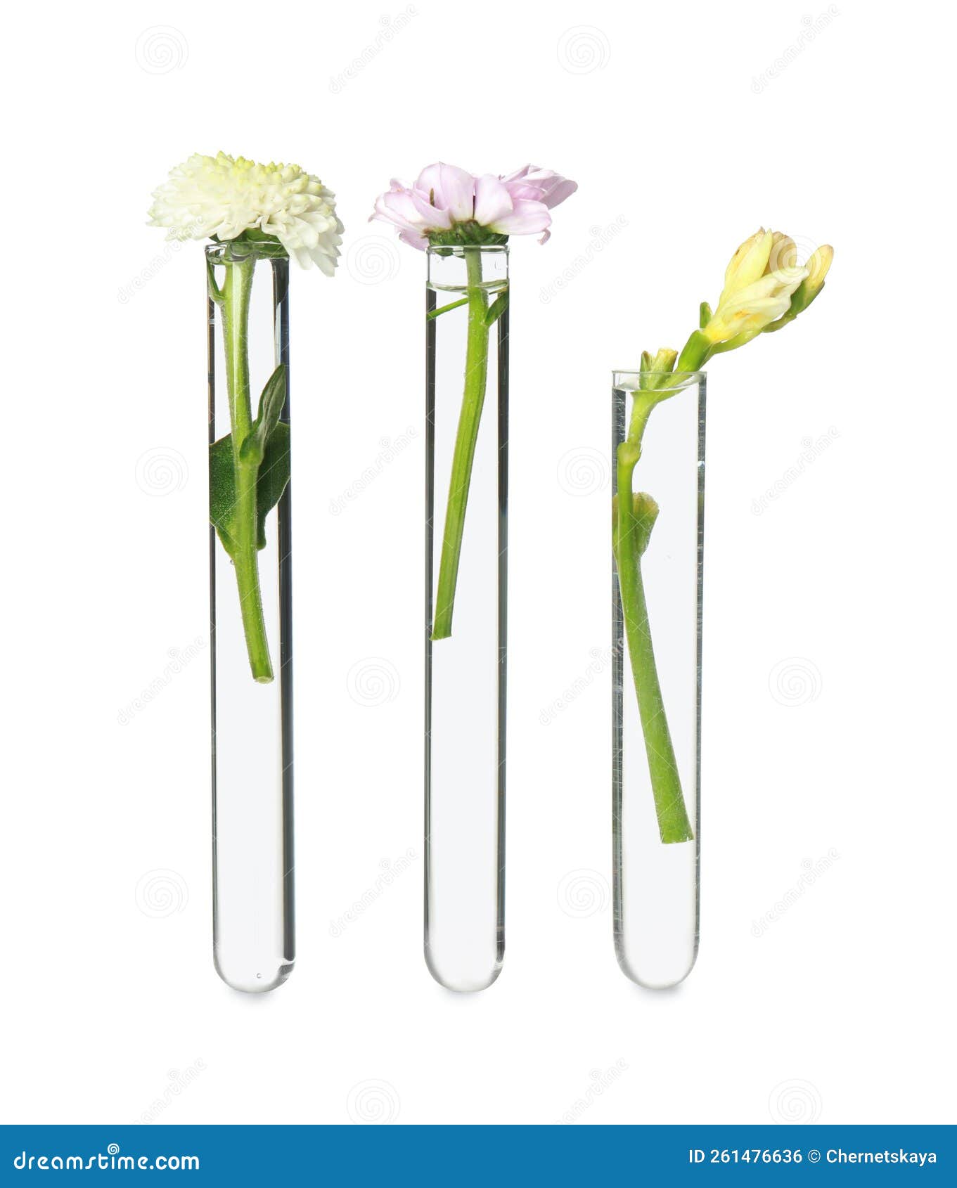 Different Flowers in Test Tubes on White Background Stock Photo Image
