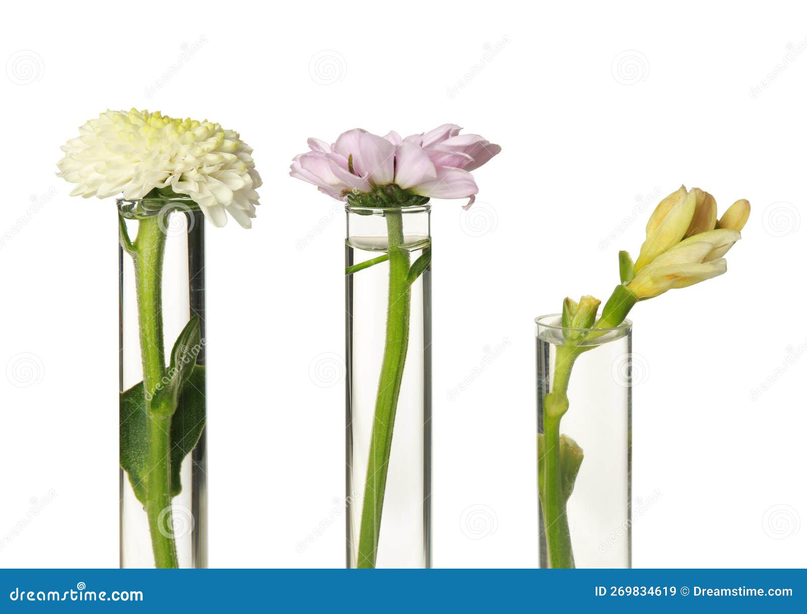 Different Flowers in Test Tubes on White Background Stock Image Image