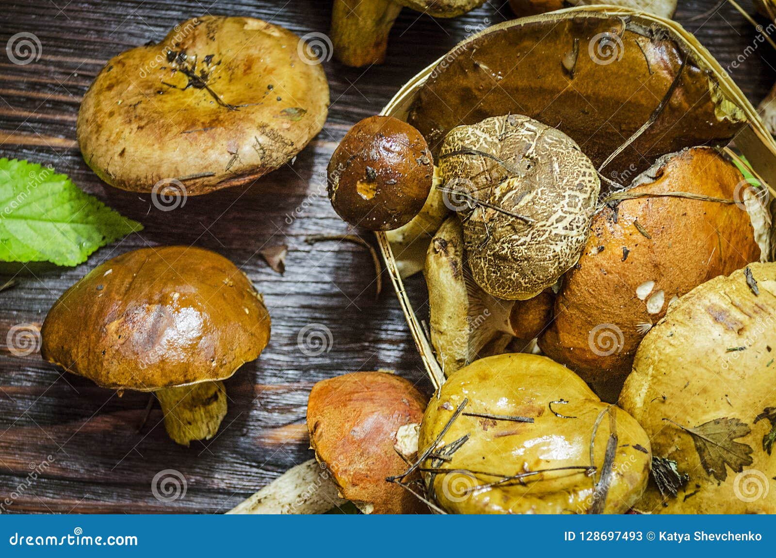 different forest mushrooms just collected