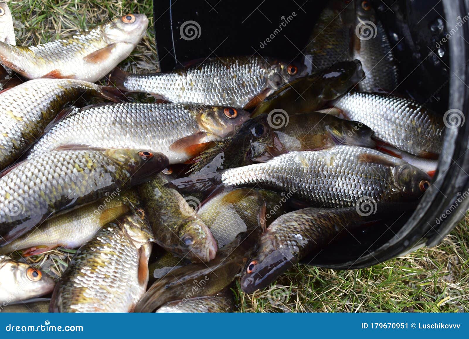 Different Freshly Caught River Fish in the Summer Stock Image