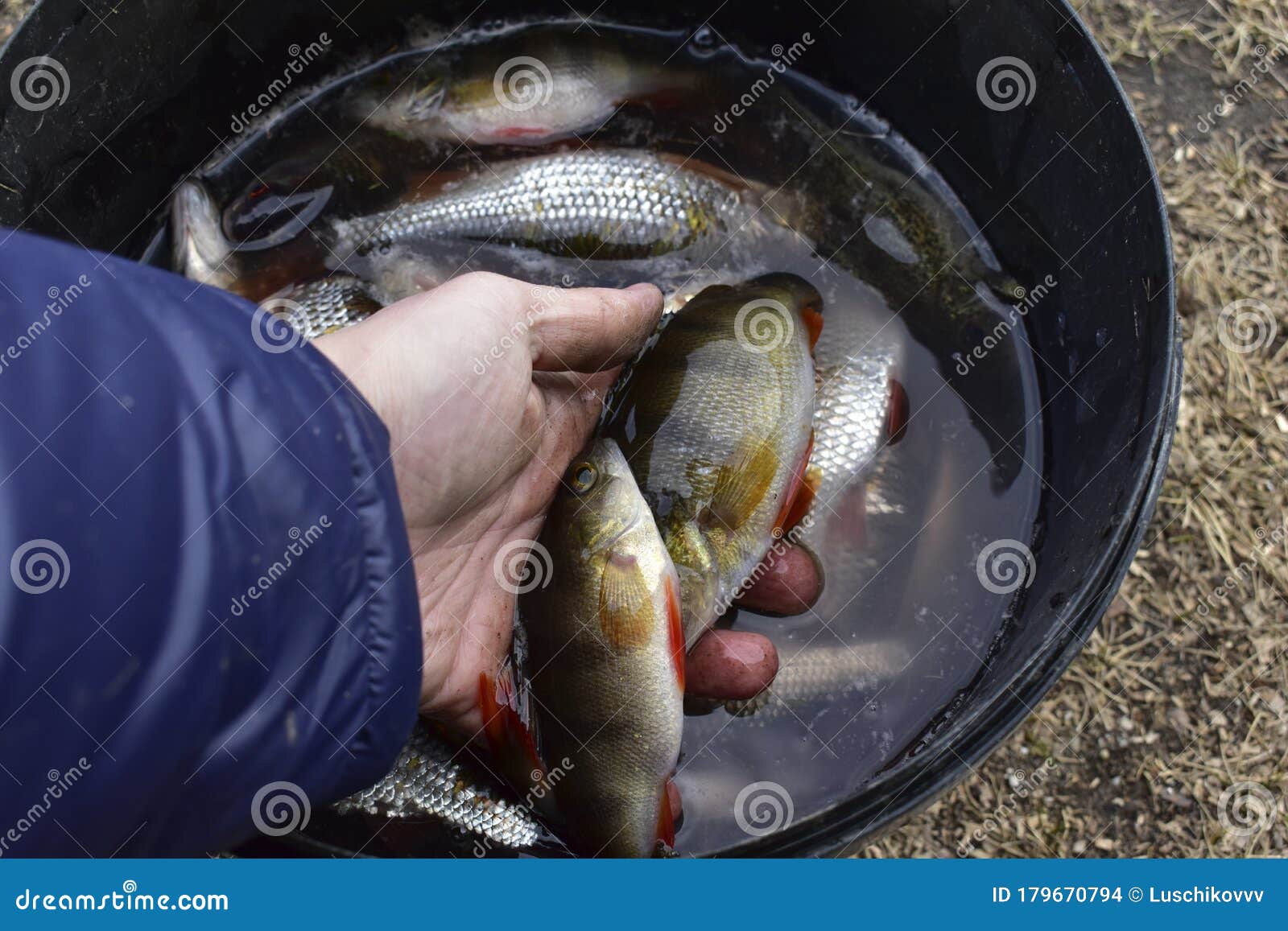 Different Freshly Caught River Fish in the Summer Stock Photo