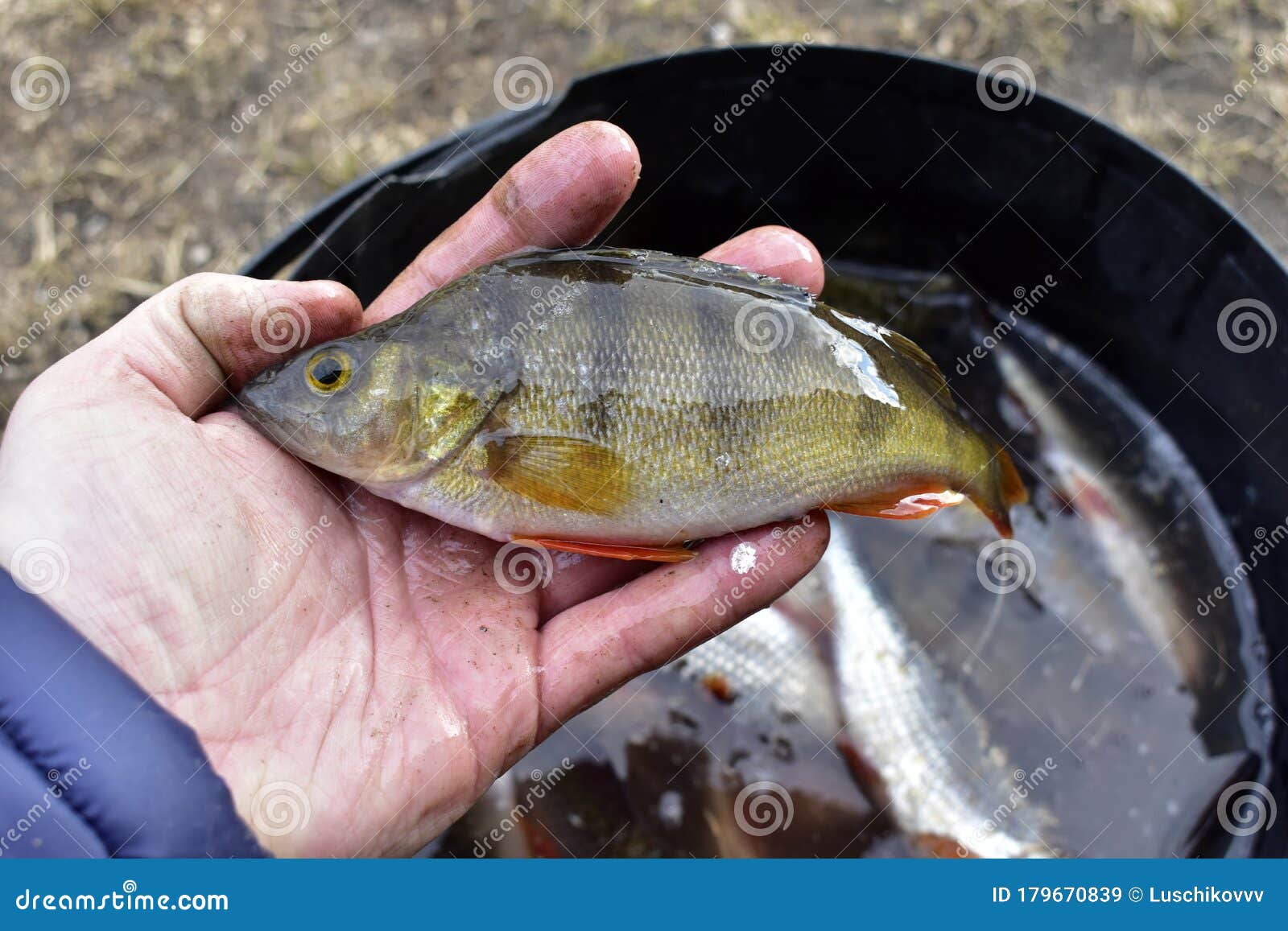 Different Freshly Caught River Fish in the Summer Stock Image - Image of  angling, flakes: 179670839