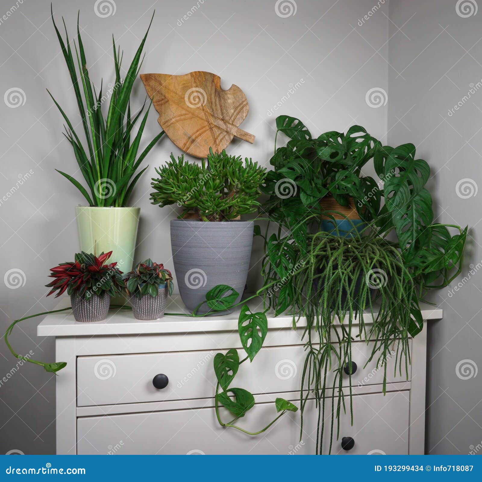 Different Indoor Plants in Living Room with Decorations on the ...