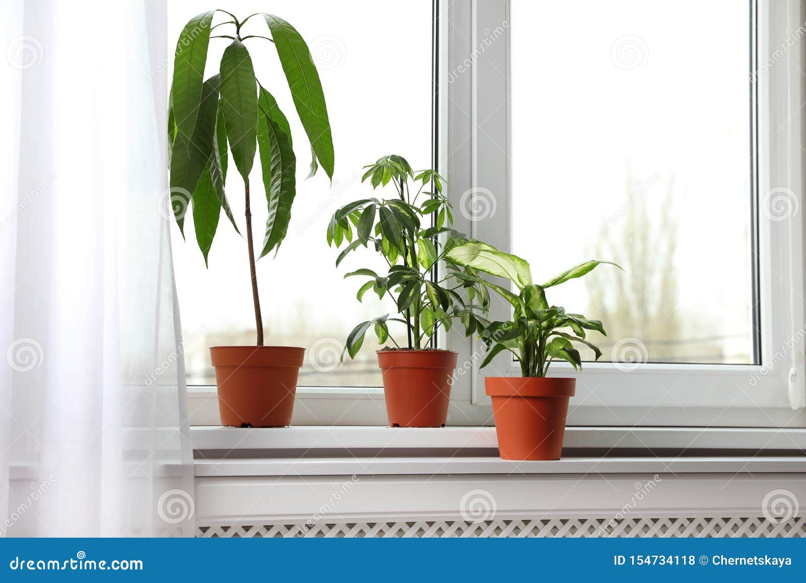 Different Indoor Plants on Window Sill Stock Photo Image of houseplant, hipster 154734118