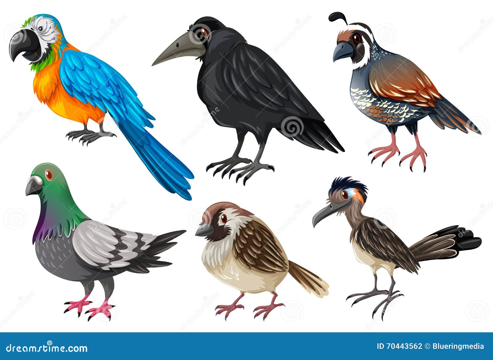 Different Kind of Wild Birds Stock Illustration - Illustration of ...