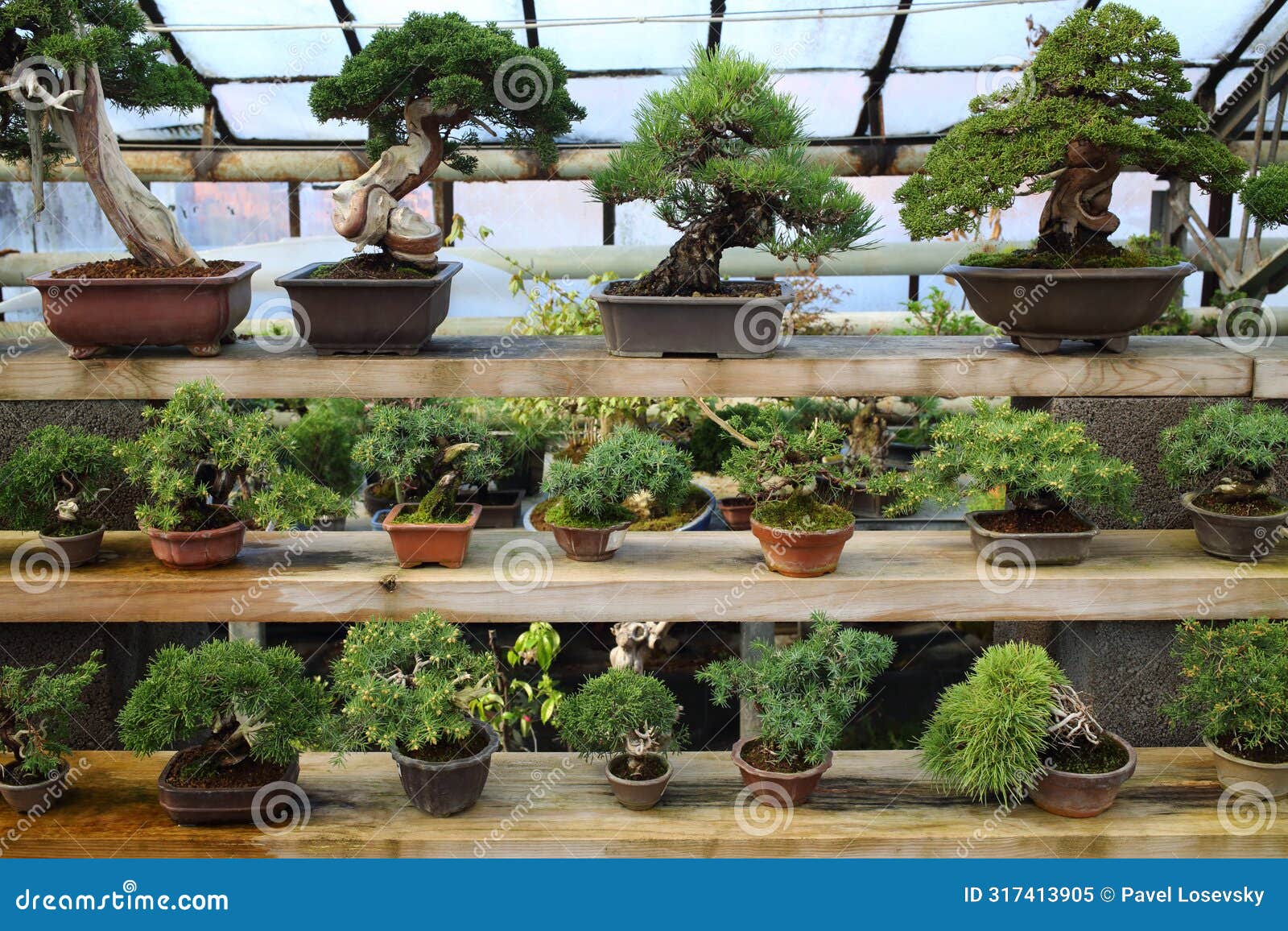 different kinds of bonsai in pots on shelves