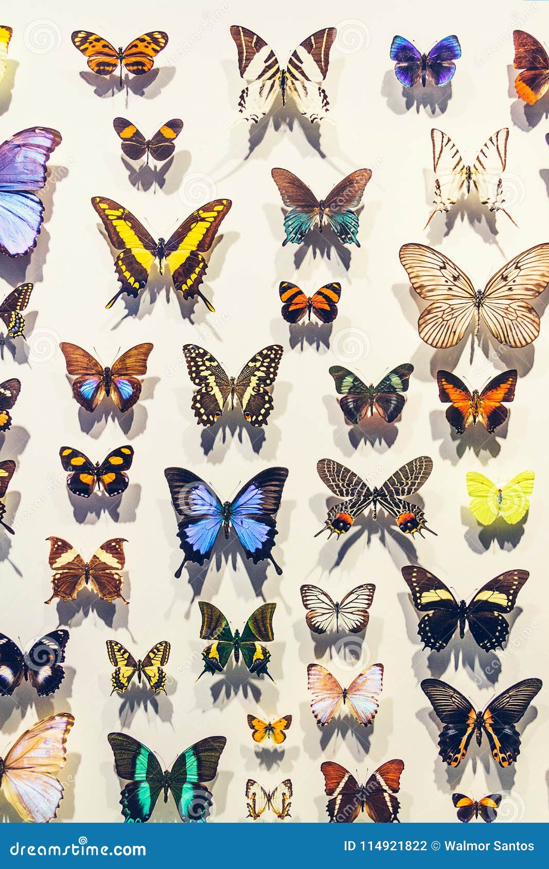 Butterflies on a wall stock illustration. Illustration of insect