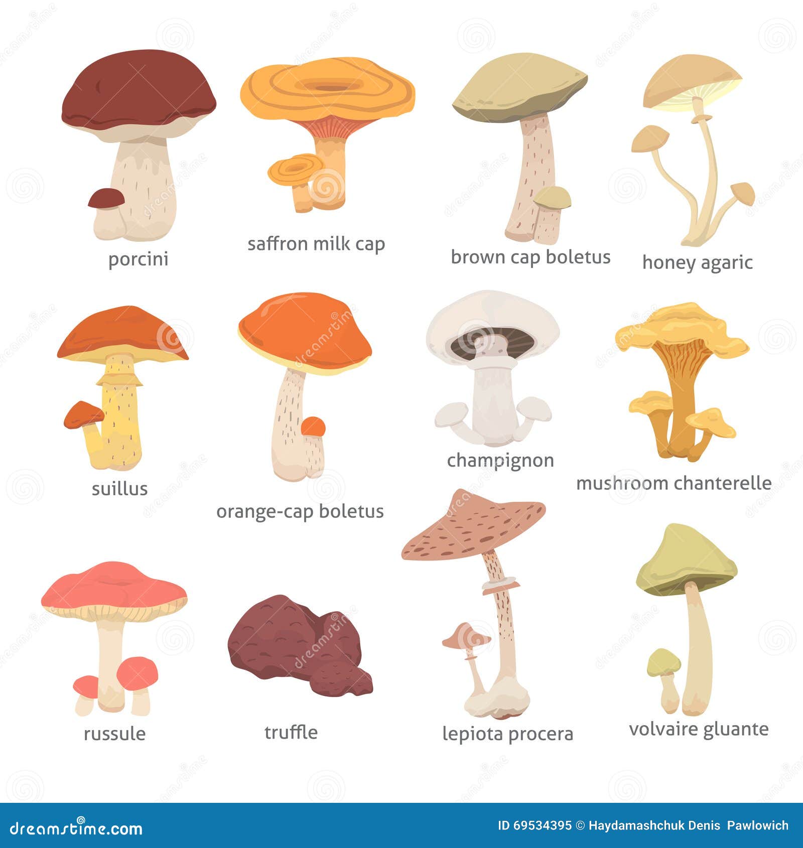 Different Kinds of Mushrooms Stock Vector - Illustration of vegetarian ...
