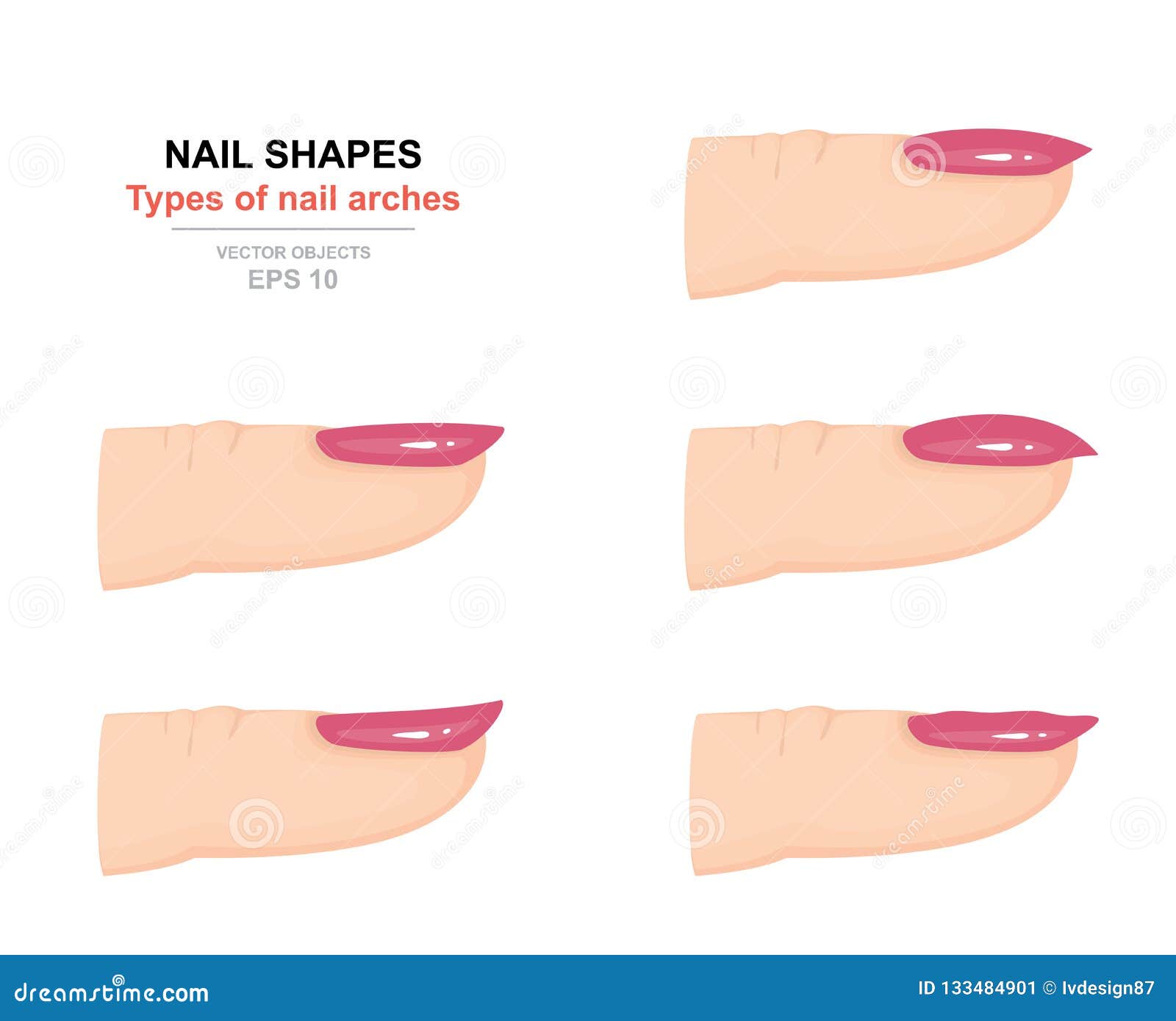 different kinds of nail s. types of nail arches. science of human body. side view. 