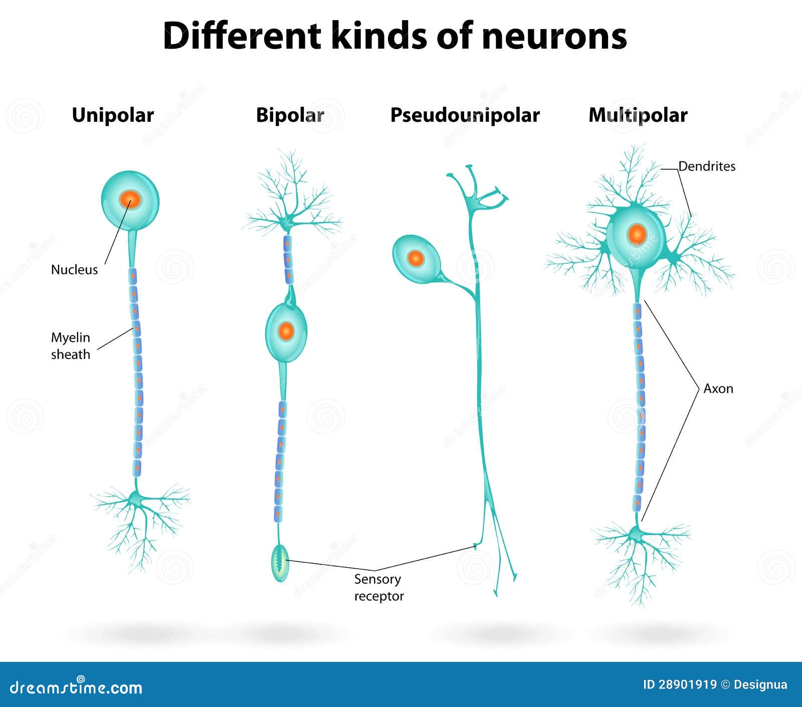 different kinds of neurons