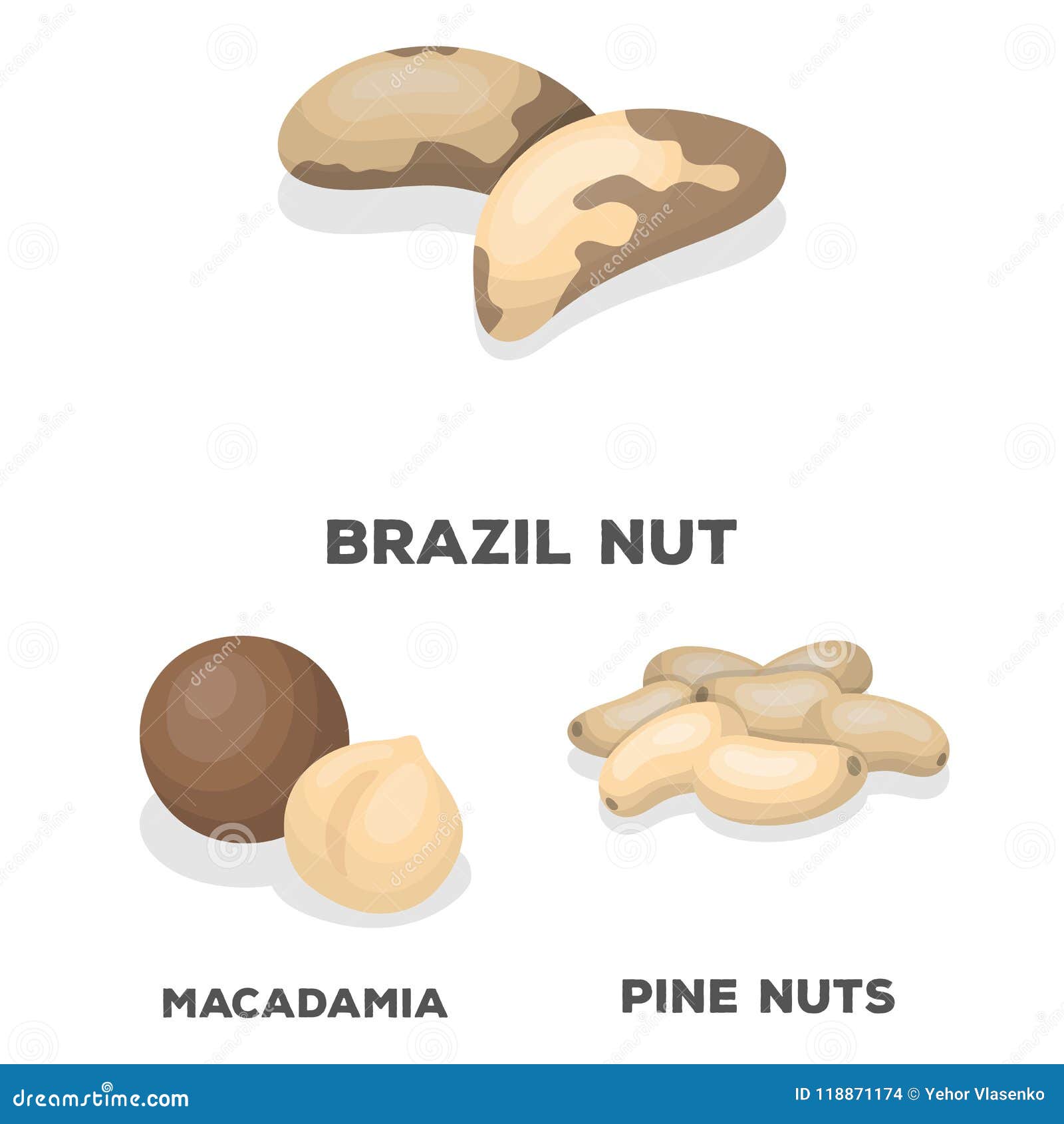 different kinds of nuts cartoon icons in set collection for .nut food   stock web .