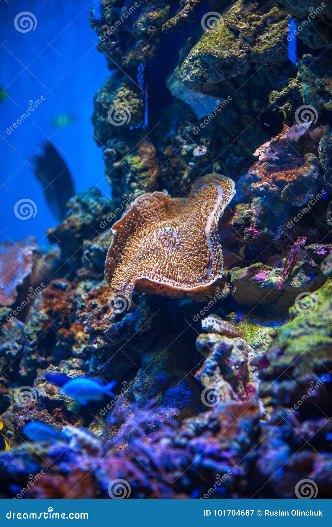 Different marine animals stock image. Image of beautiful - 101704687