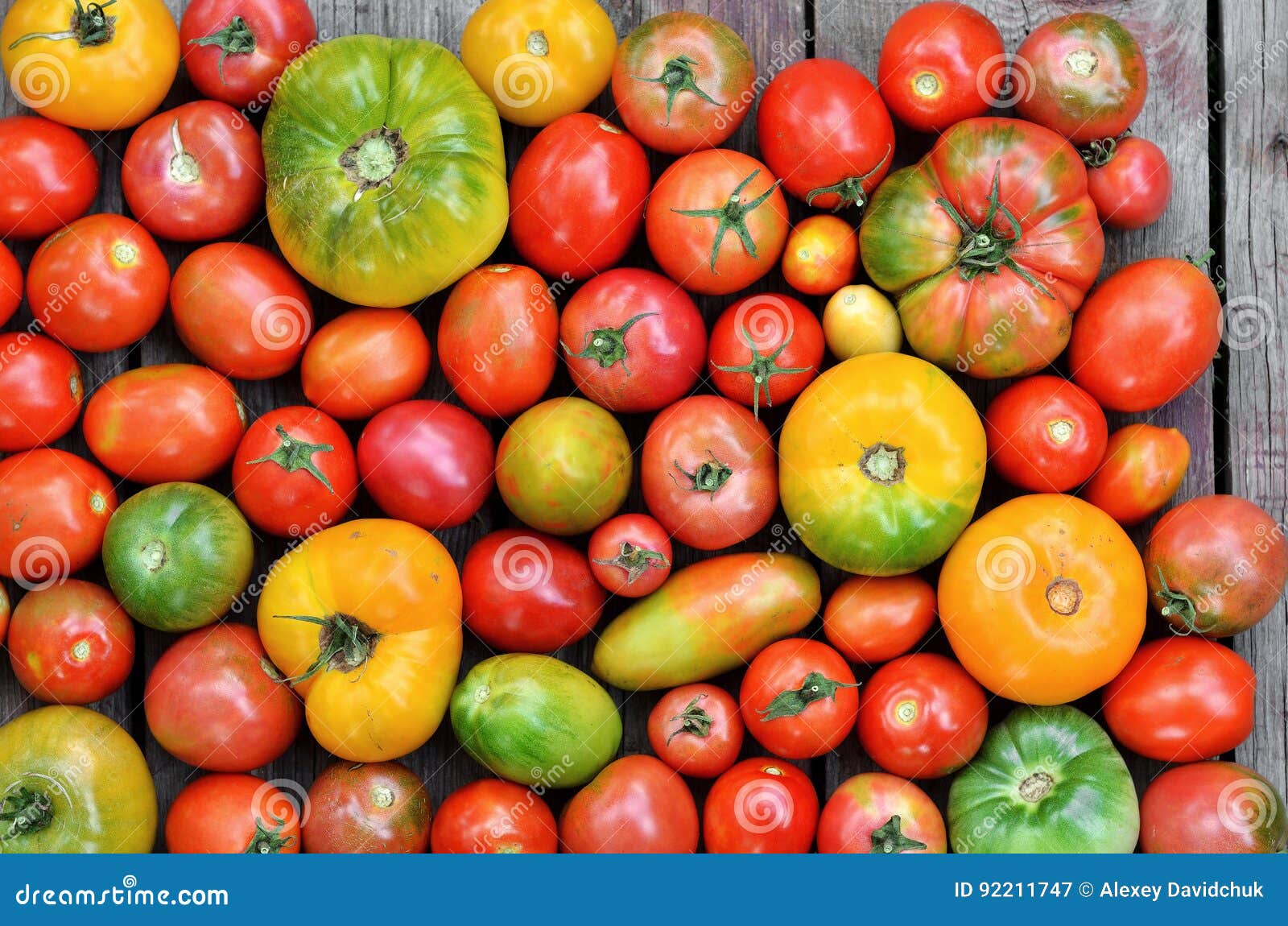 different maturity degree fresh farm tomatoes