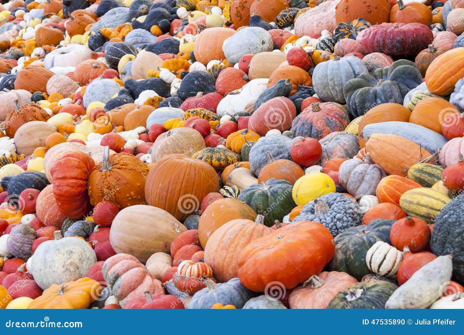 Different maxima and pepo cucurbita pumpkin pumpkins from autumn harvest on a market