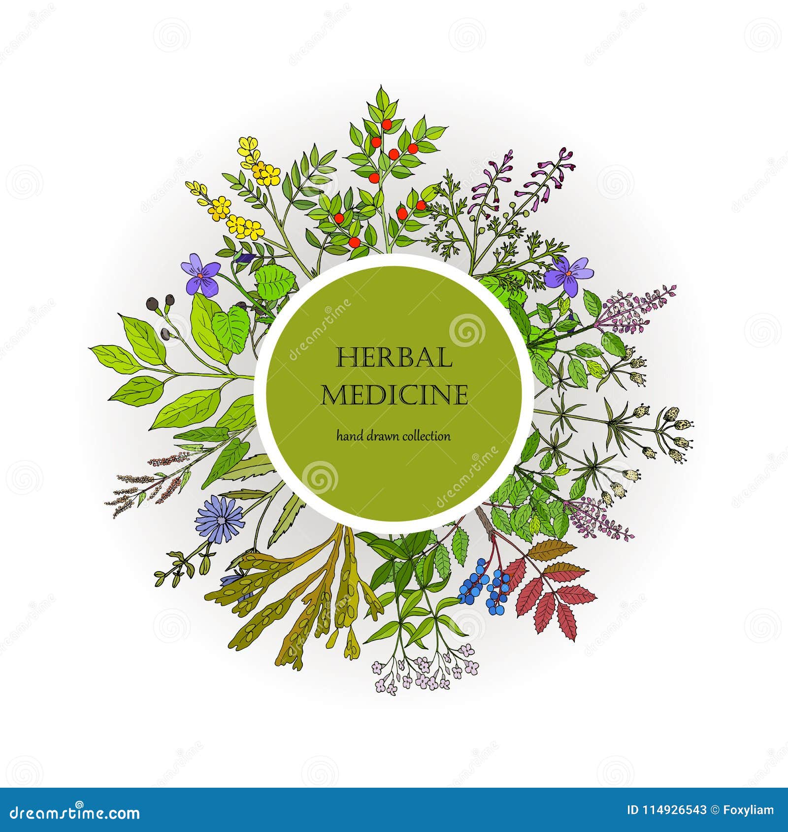 Different Medicinal Plants Collection Vector Illustration