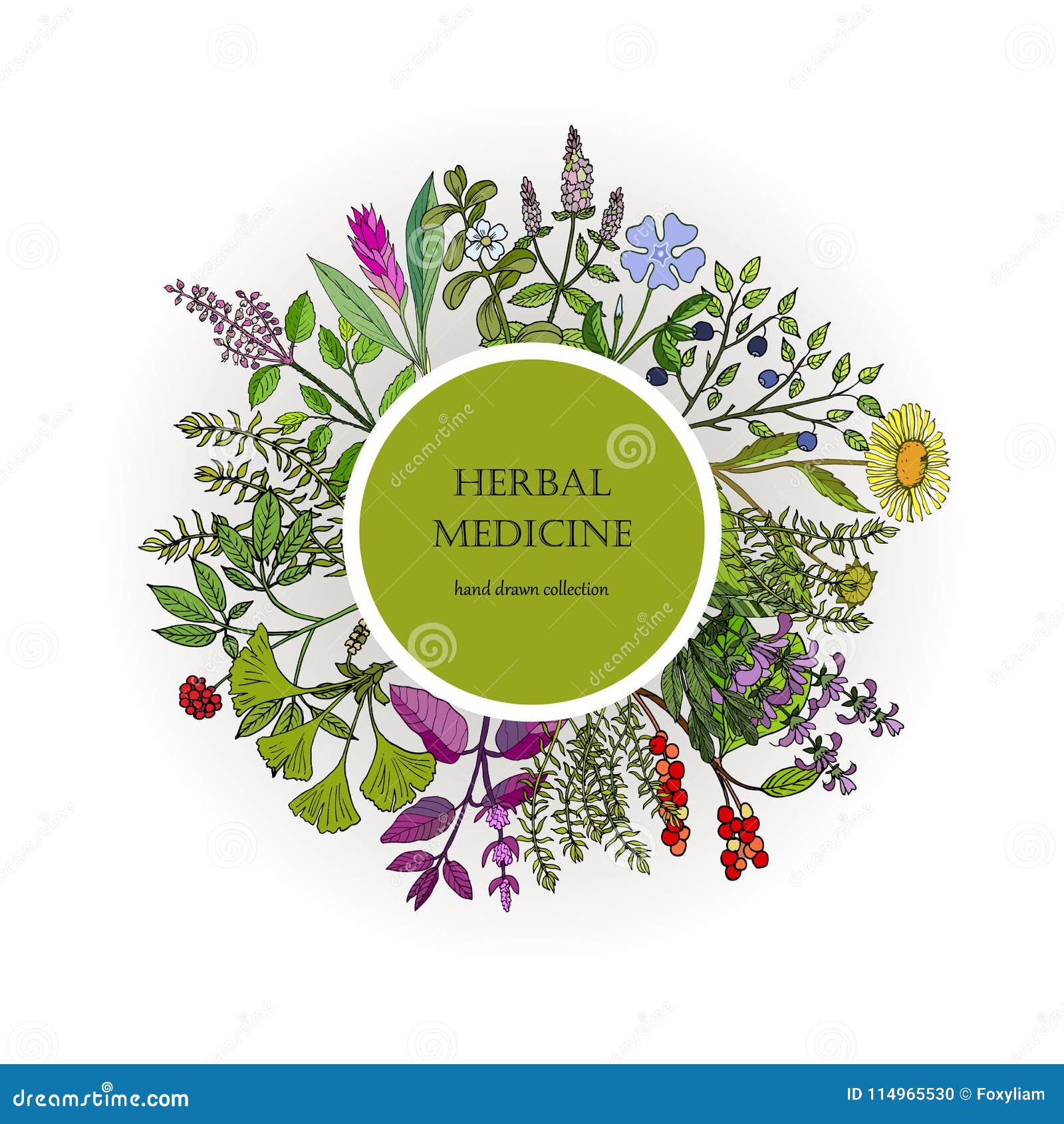 Different Medicinal Plants Collection Stock Vector Illustration of